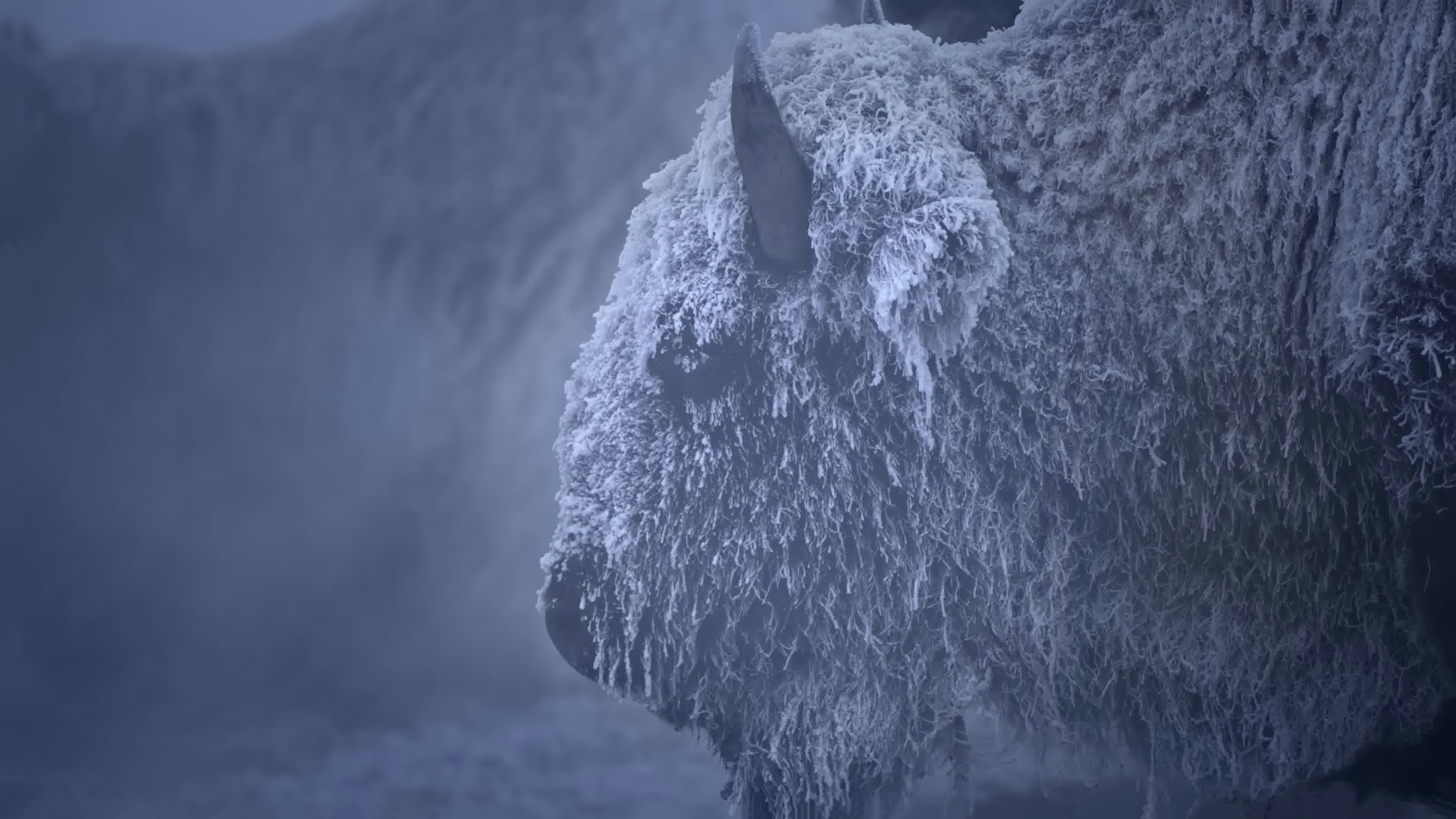 Az Amerikai Bölény