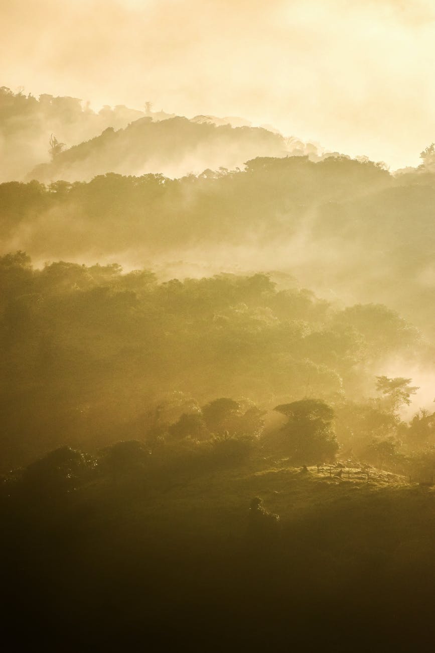 misty golden sunrise over lush hillside